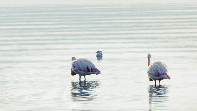 Animal Bird Flamingo in Sea Water