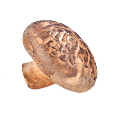 Shiitake transparent png