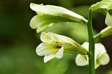 雨の中のオオウバユリ