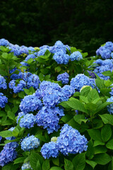 満開の青いアジサイ