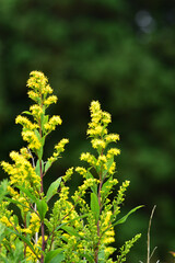 黄色いセイタカアワダチソウの花