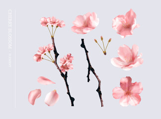 Realistic sakura flower branch