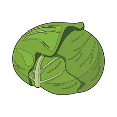 Vector illustration of cabbage on a white background.