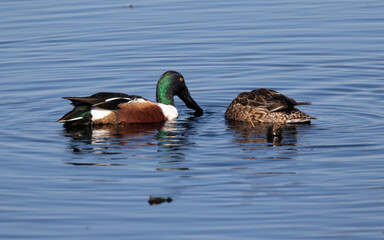 Northern Shoveler drake (Anas clypeata) at Brazos Bend State Park