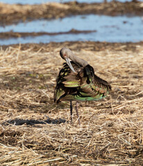 
White-faced ibis (Plegadis chihi) in the swamp, Brazos Bend State park
