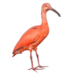 flamingo isolated