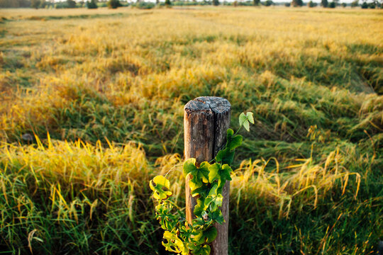 Ricefeild Template รูปภาพRicefield – เลือกดูภาพถ่ายสต็อก เวกเตอร์ และวิดีโอ5,859 | Adobe Stock