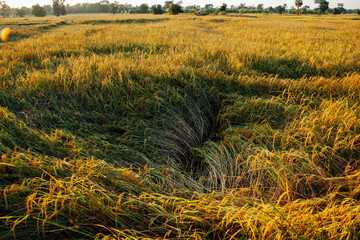 Fototapeta premium Beautiful ricefield in southeast asia