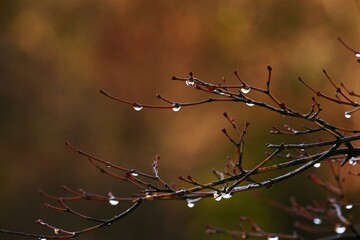 Drops shining on tree twigs. Background material of natural phenomenon beauty.