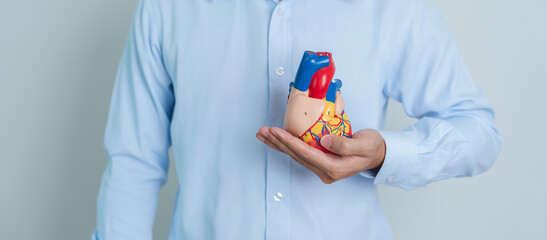 man holding human Heart model. Cardiovascular Diseases, Atherosclerosis, Hypertensive Heart,...