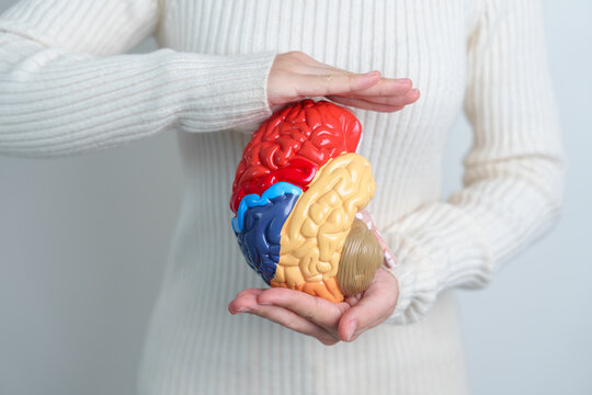 Woman holding human Brain model. World Brain Tumor day, Brain Stroke, Dementia, alzheimer, parkinson and world mental health concept