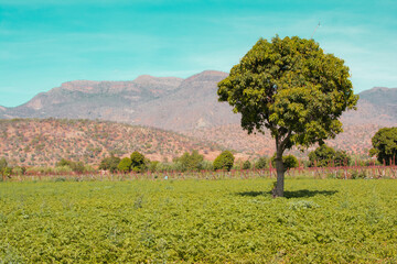 Fototapeta premium paisaje de un pueblo, campo abierto, campo de produccion agricola, pueblo con vegetacion 