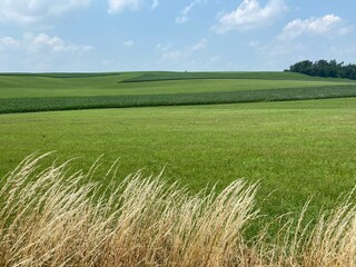 Fototapeta premium green field and sky