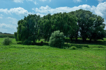 Fototapeta na wymiar landscape with trees, willow trees. 