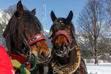 Naklejka na ściany i meble Portrait of a team of coldblood draft horses pushing a sleigh in front of a snowy winter mountain landscape in austria outdoors