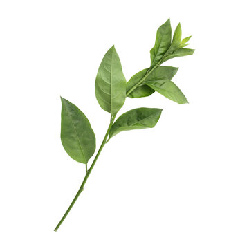 Fresh green Hasna hena leaves isolated on transparent background