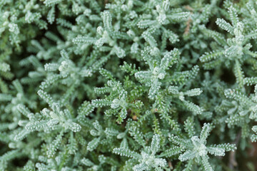 サントリナのクローズアップ