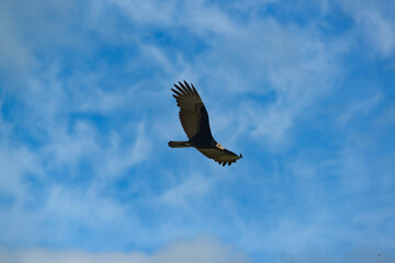 Brazilian vulture flying against blue sky.