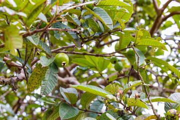 Fruto sin madurar de guayaba