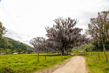 Tillandsia usneoides extremo