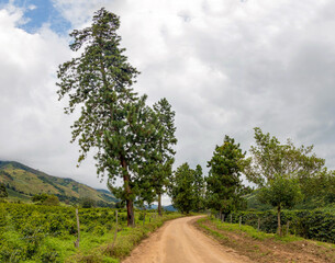 Camino rural común