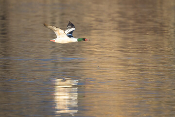 Common Merganser Mergus merganser Male Drake