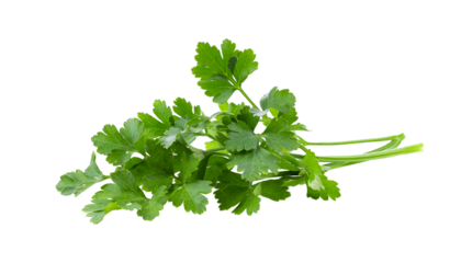 fresh parsley isolated on transparent png