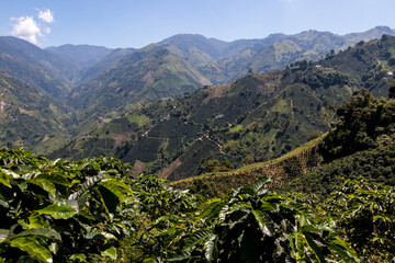 Cultivos de cafe en la monta&ntilde;a
