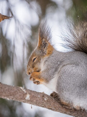 The squirrel with nut sits on tree in the winter or late autumn