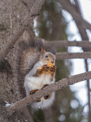 The squirrel with nut sits on tree in the winter or late autumn