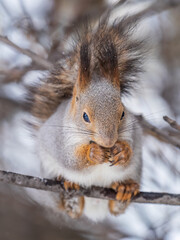 The squirrel with nut sits on tree in the winter or late autumn