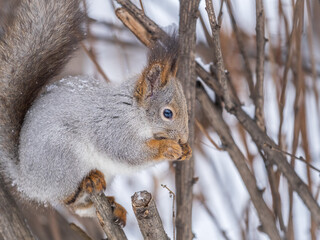 The squirrel with nut sits on tree in the winter or late autumn