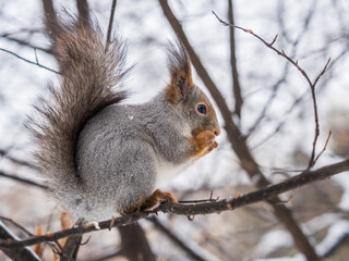 The squirrel with nut sits on tree in the winter or late autumn