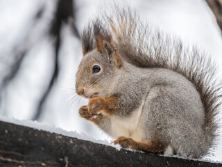 The squirrel with nut sits on tree in the winter or late autumn