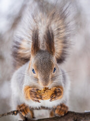 Fototapeta premium The squirrel with nut sits on tree in the winter or late autumn