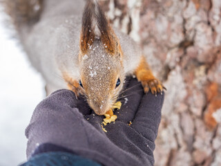 Squirrel eats nuts from a man's hand. Caring for animals in winter or autumn.