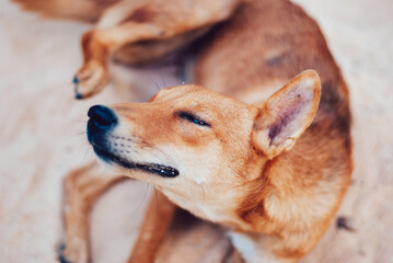cute homeless dog in Thailand