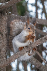 The squirrel with nut sits on tree in the winter or late autumn