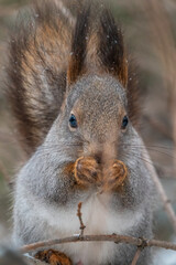 The squirrel with nut sits on tree in the winter or late autumn. Portrait of the squirrel close-up