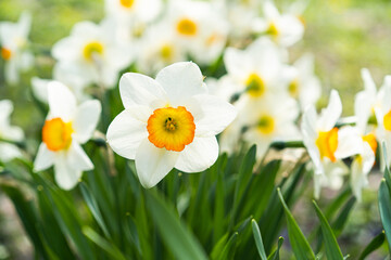 Spring flowers. Close up of narcissus flowers blooming in a garden. Daffodils - obrazy, fototapety, plakaty