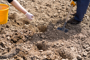 Planting potatoes in the ground. a woman planting potatoes in the ground in early spring. Early spring preparation for the garden season. Potato tubers are ready to be planted in the soil.