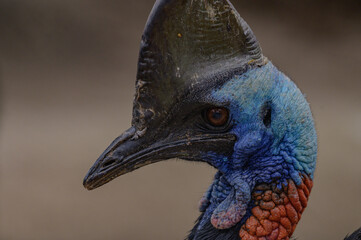 熱帯雨林に生息するヒクイドリ