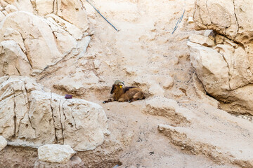 Shot of the goat resting on the rock. Wildlife