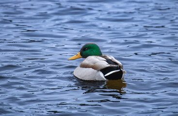 Obraz premium Isolated Mallard Duck floating on water with small waves 