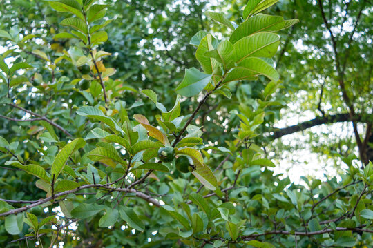 Tropical fruit guava on guava tree. Psidium guajava
