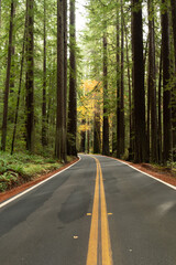 Redwood Forest Highway, Northern California, USA