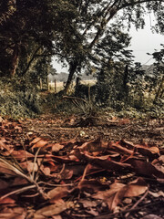 Vegetación en Tamasopo huasteca potosina 