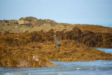 Fototapeta premium A gray egret on the rock in the sea