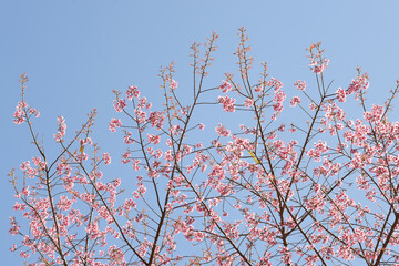 Phaya suae flower or sakura flower in Thailand