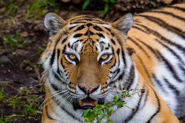 Fototapeta na wymiar Siberian or Amur tiger with black stripes. A life-size portrait looking forward. Background close-up. Wild animals watching, big cat